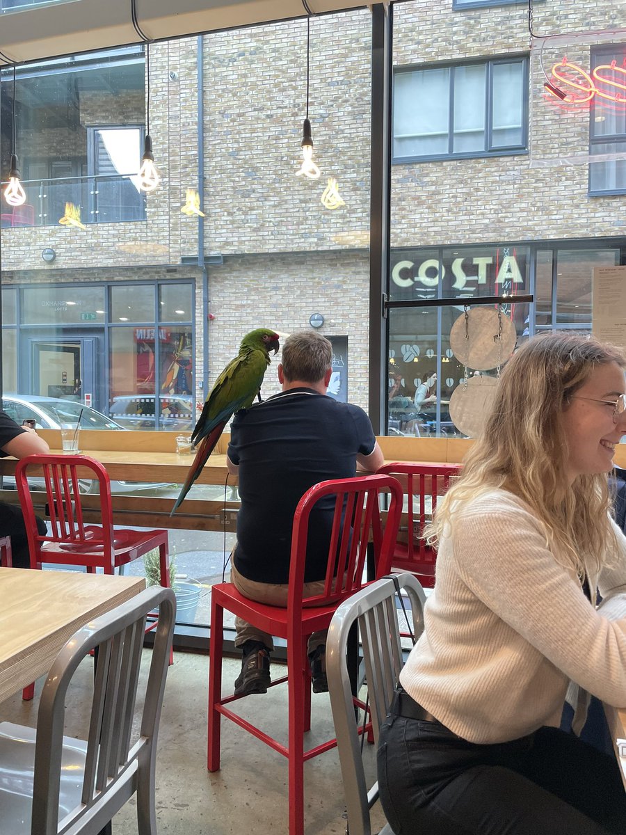 edibleireland's tweet photo. Nothing to see here, just a man and his parrot having lunch in Dublin. https://t.co/SenAfBqIPd