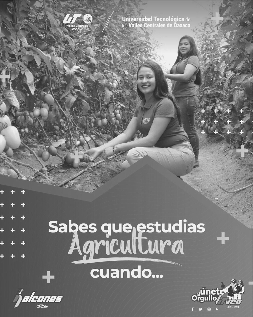 utvco's tweet photo. #ComunidadUTVCO comparte tus experiencias con la carrera de Agricultura Sustentable y Protegida UTVCO🪴🌾 ¿Qué te caracteriza como estudiante de tu carrera? 🙋🏻‍♀️🙋🏻‍♂️
#LaUniversidadLaHacesTú
@agro_utvco https://t.co/VlWjIiNKcs