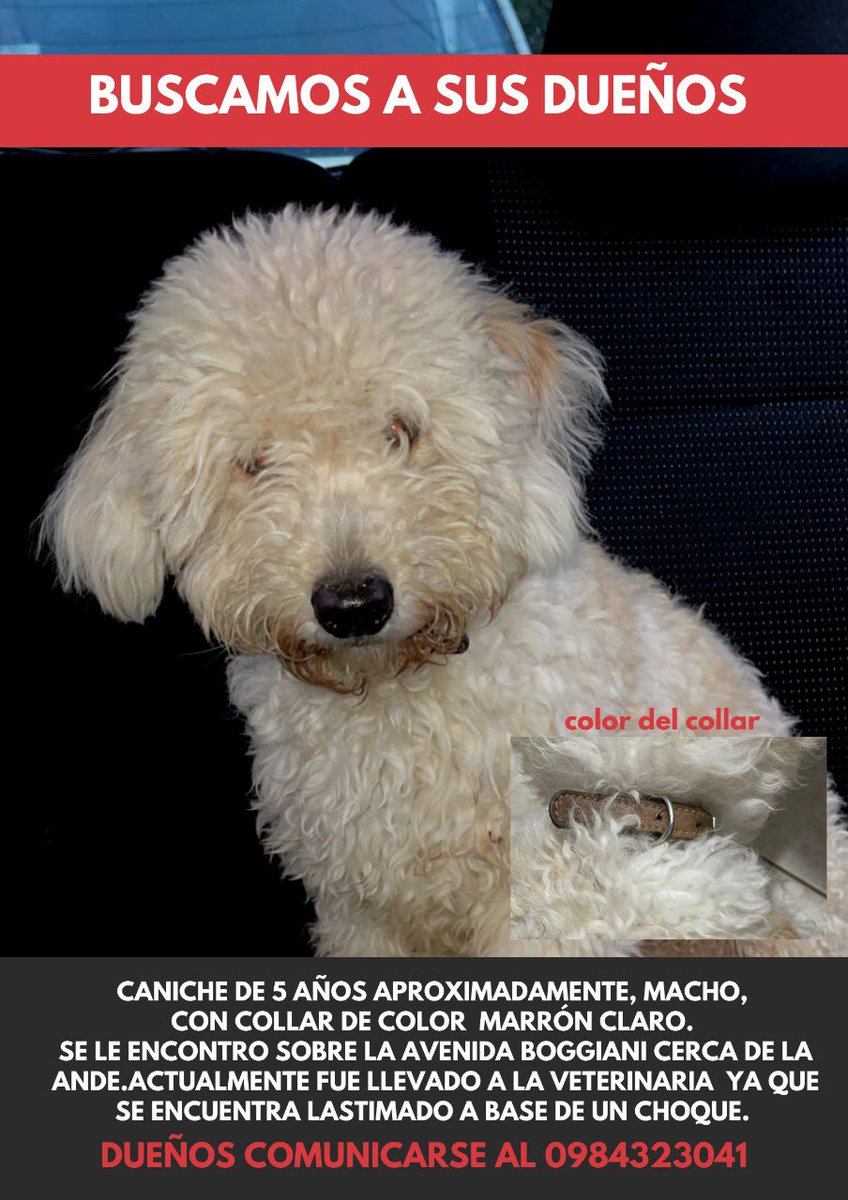 Sol_Velilla's tweet photo. Por favor si pueden ayudar con un rt para que vuelva a con su familia 😢🤍 en la vete donde le deje no pueden retenerle más de 24hs! https://t.co/Owg1HFdCNU