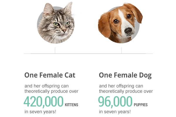 slowgin14's tweet photo. SPAY NEUTER MICROCHIP NO BREEDING NO BUYING NO DUMPING ADOPT A SHELTER PET    #APetIsForLife https://t.co/s7sCKIozmF