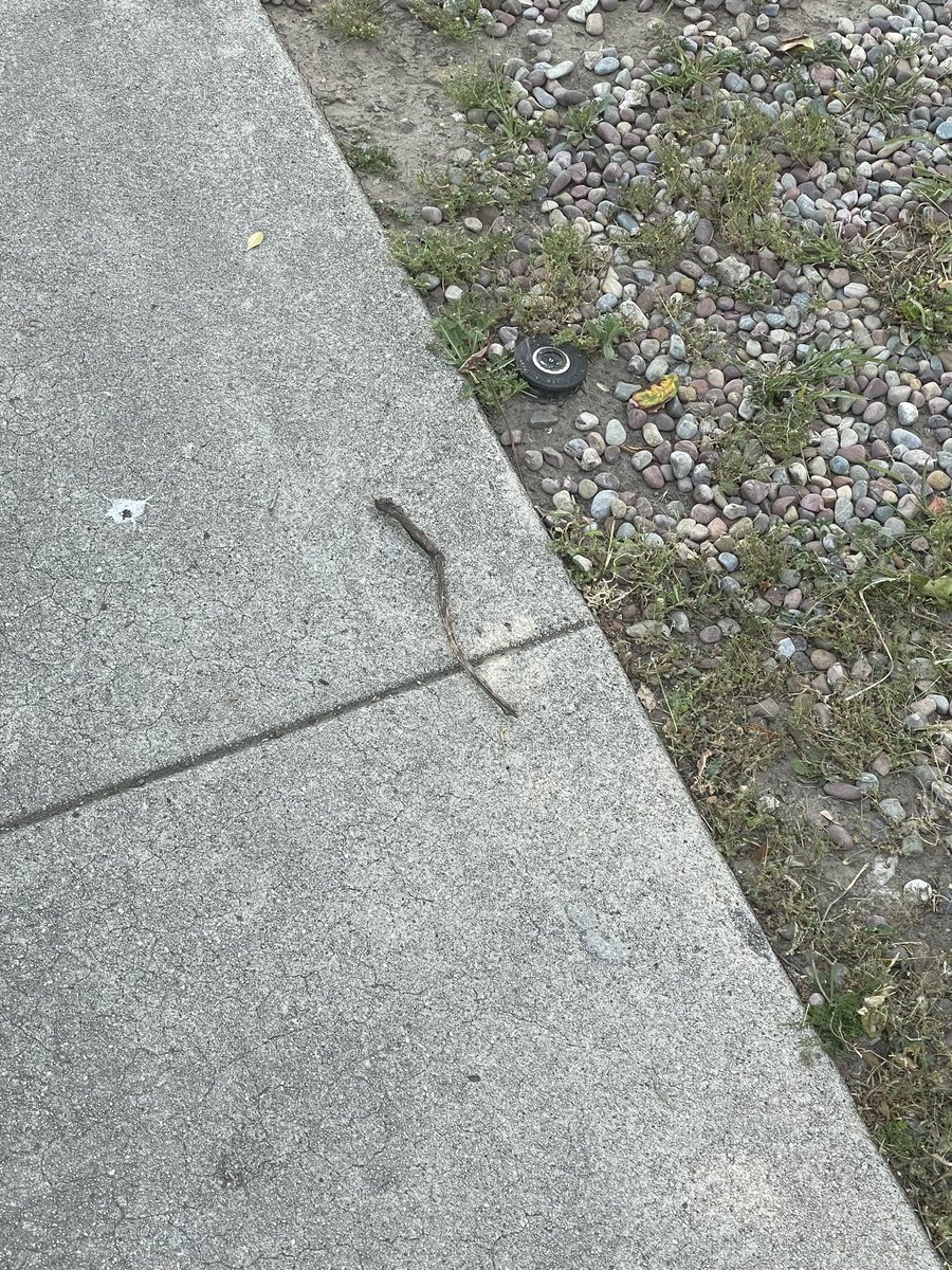 This is not a snake.