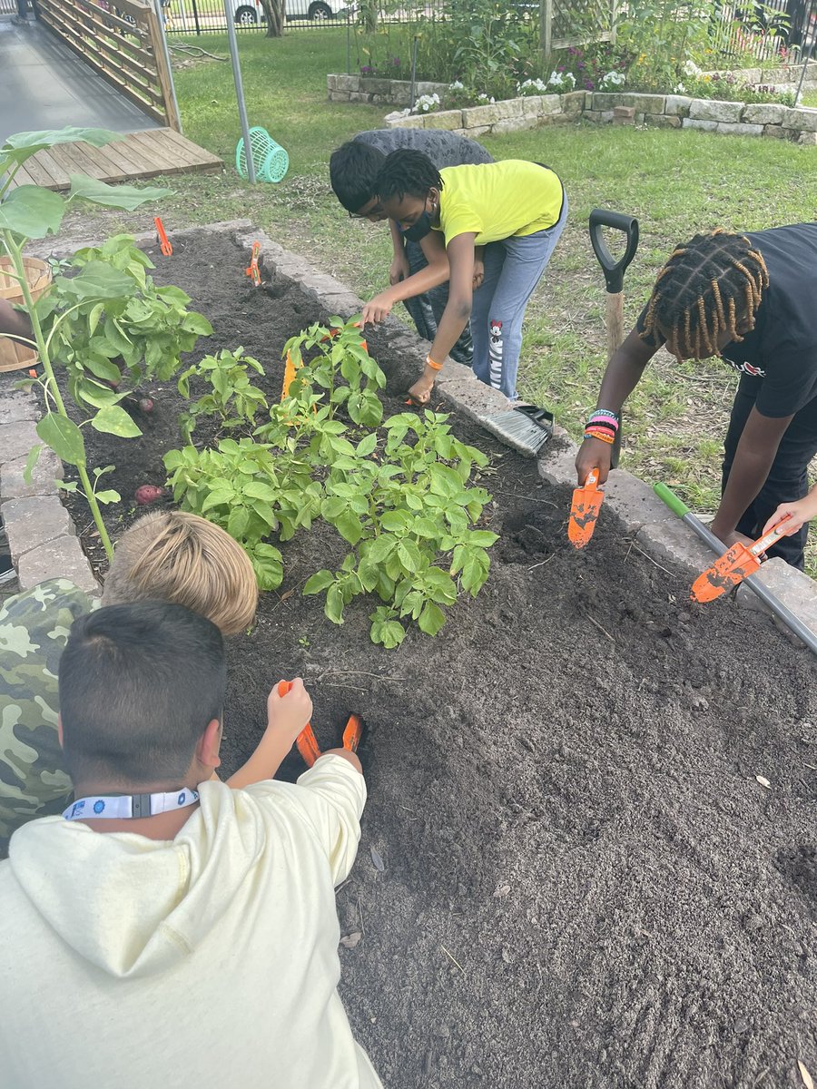 MrsHendricks20's tweet photo. What better way to give our brains a break from STAAR talk than to go visit our school garden?😎🐛🐝🌱 @SheridanCFISD @readygrowgarden https://t.co/AWFeNfhwB9