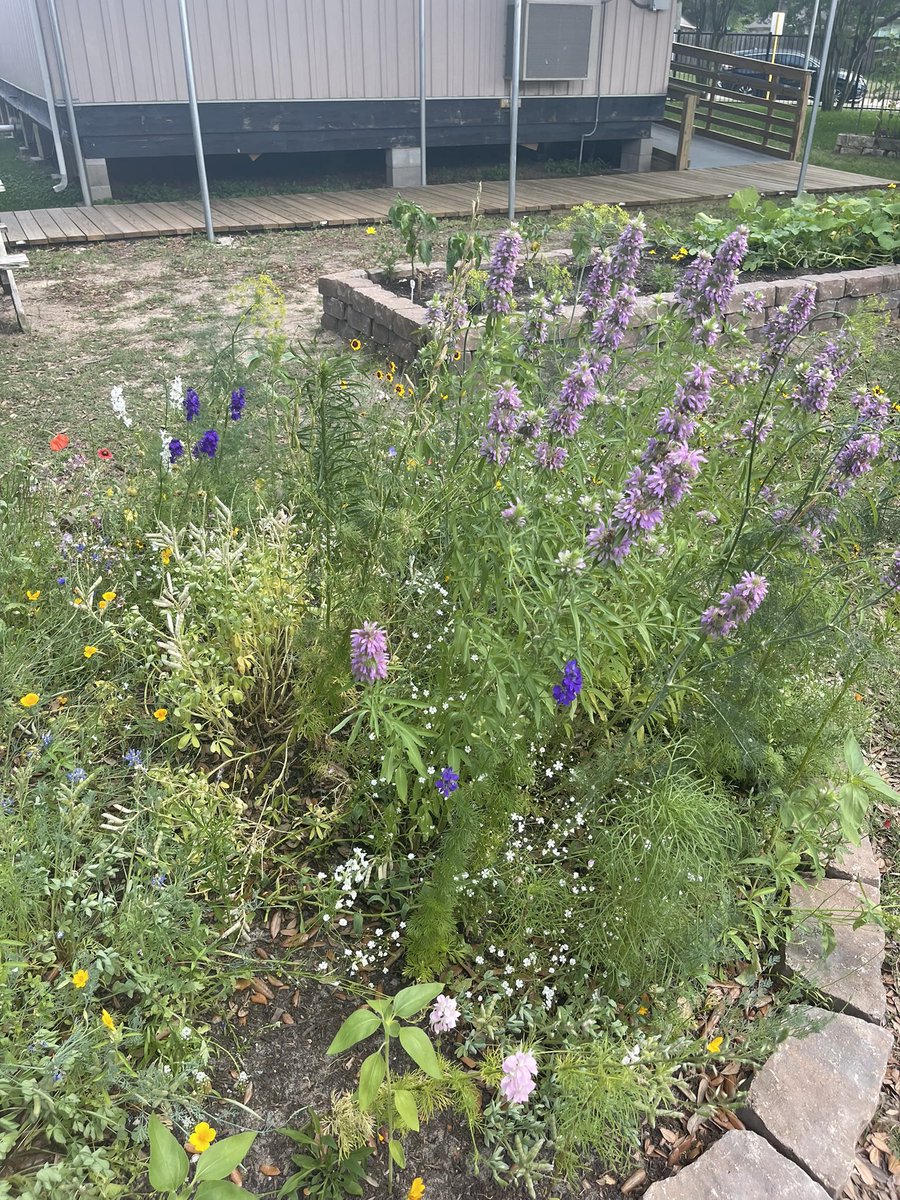 MrsHendricks20's tweet photo. What better way to give our brains a break from STAAR talk than to go visit our school garden?😎🐛🐝🌱 @SheridanCFISD @readygrowgarden https://t.co/AWFeNfhwB9