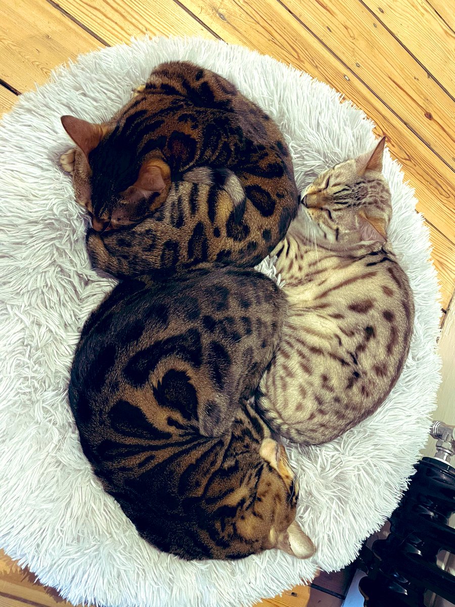 BengalWilma's tweet photo. The vet wants a wee sample from Wilma!! 😲 Mum is having loads of fun on this one!! 😹😹😹❣️🐾 #seriously #CrazyVet #ChallengeFail #TeamBengal https://t.co/kubhN25diP