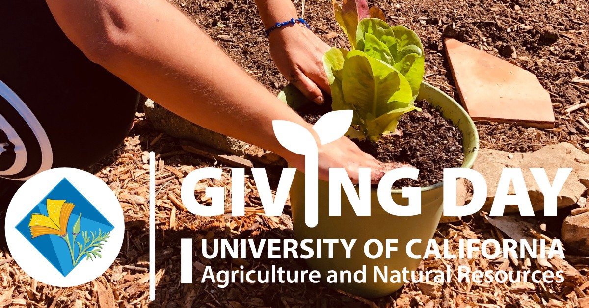 MGPRiverside's tweet photo. Giving Day is May 19-20, 2022 from noon to noon. Your Gift helps ensure UC ANR continues to provide essential resources and trusted information to the people of California. Thank You for your generous support. 

https://t.co/yiWmkDFPP7 https://t.co/p6q6sEZZ0P