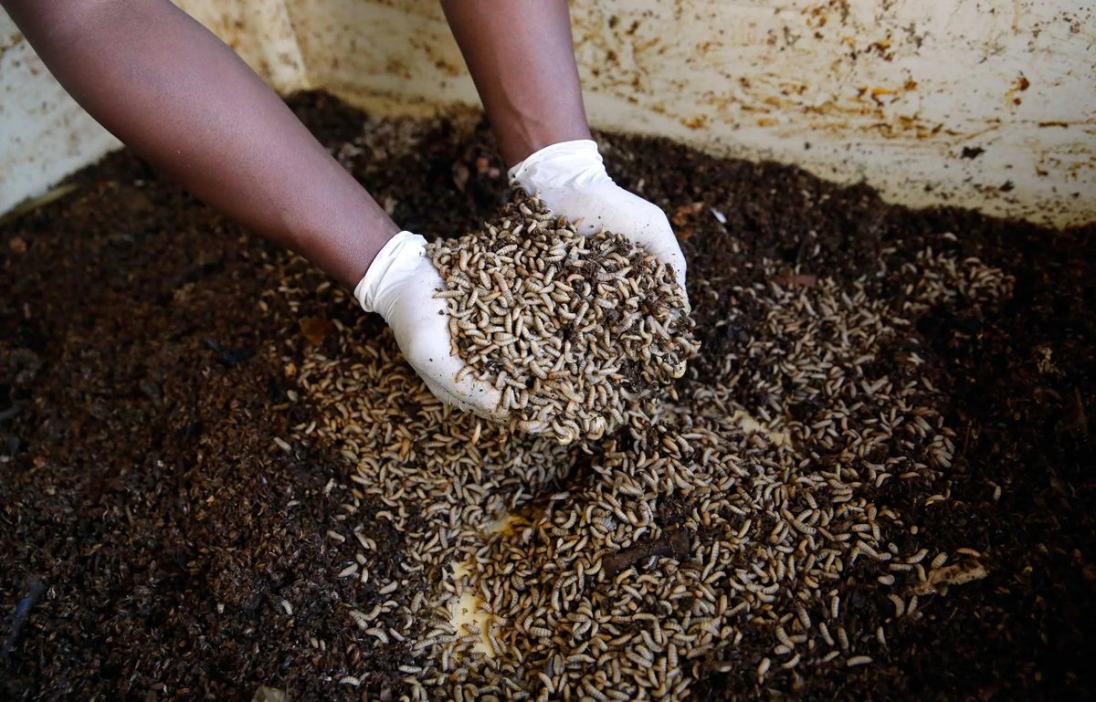 WorldlyHQ's tweet photo. Black Soldier Fly Farming and Harvesting Egg To Maggot - Maggots convert food waste at insect farm https://t.co/7nM4va4TvT
