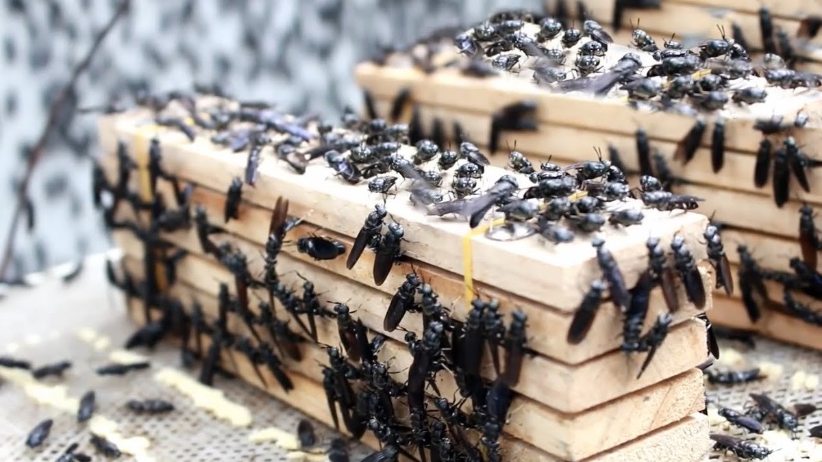 WorldlyHQ's tweet photo. Black Soldier Fly Farming and Harvesting Egg To Maggot - Maggots convert food waste at insect farm https://t.co/7nM4va4TvT