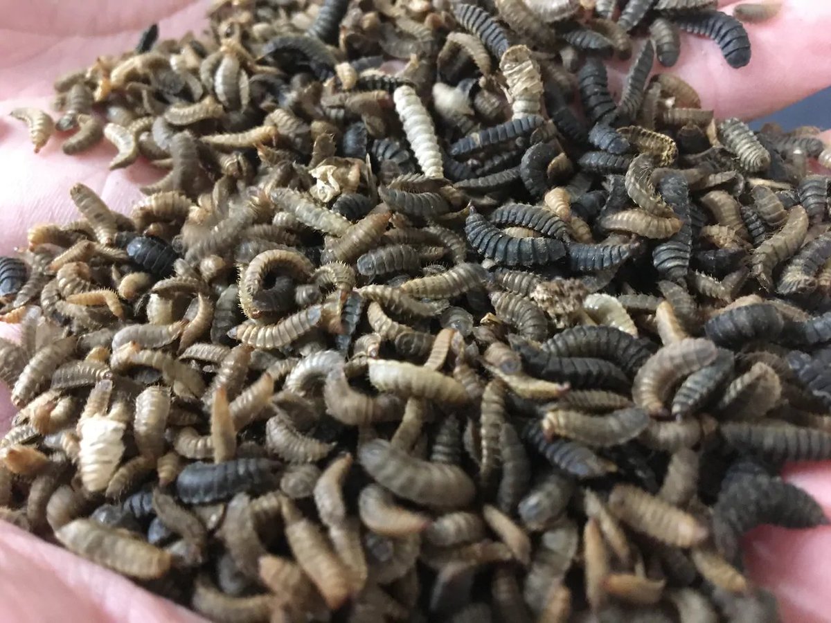 WorldlyHQ's tweet photo. Black Soldier Fly Farming and Harvesting Egg To Maggot - Maggots convert food waste at insect farm https://t.co/7nM4va4TvT