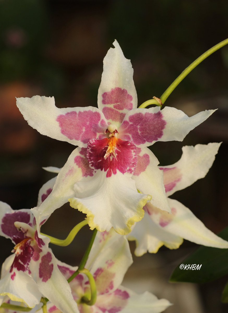Aliceara 'Tahoma Glacier' currently in flower. I took it outside for the photographs. @orchidcommittee @burnhamorchids #Aliceara #Tahoma #Glacier #orchid #hybrid
