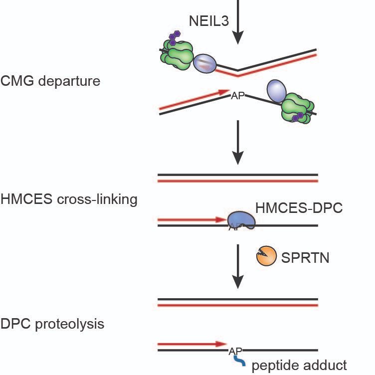 SemlowLab (@semlowlab) on Twitter photo The lab's first paper is now published in <a href="/NatureSMB/">NatureStructMolBiol</a>! We demonstrate a role for the HMCES protein in preventing DNA breaks during interstrand cross-link repair. go.nature.com/3N1lPLt The lab's first paper is now published in <a href="/NatureSMB/">NatureStructMolBiol</a>! We demonstrate a role for the HMCES protein in preventing DNA breaks during interstrand cross-link repair. go.nature.com/3N1lPLt