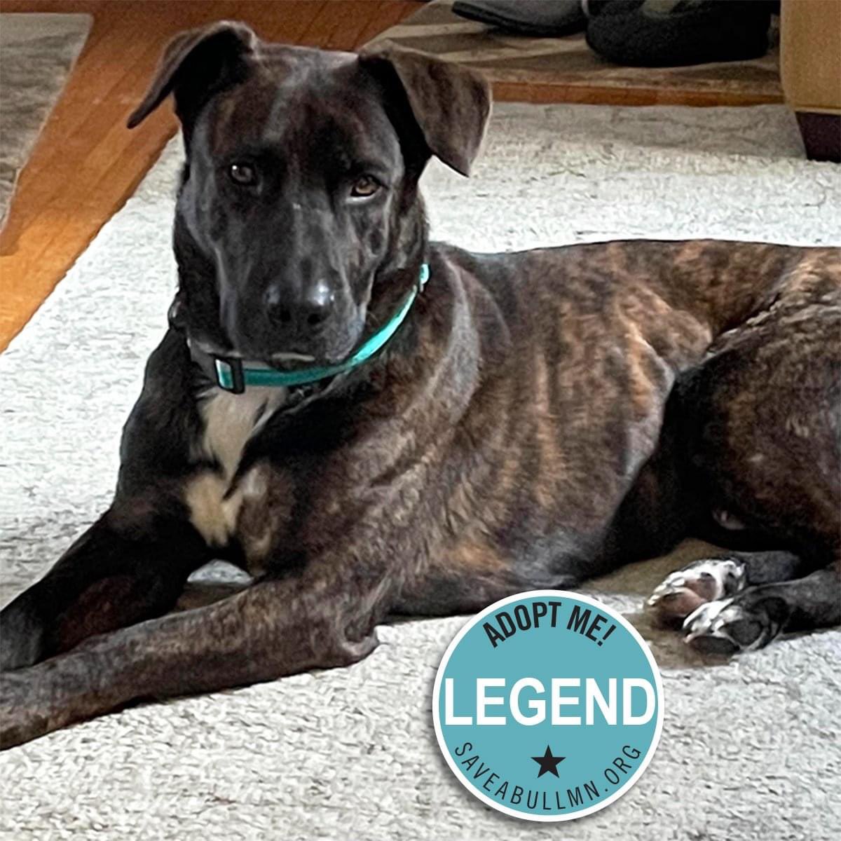 Why Do Dogs Rub Necks