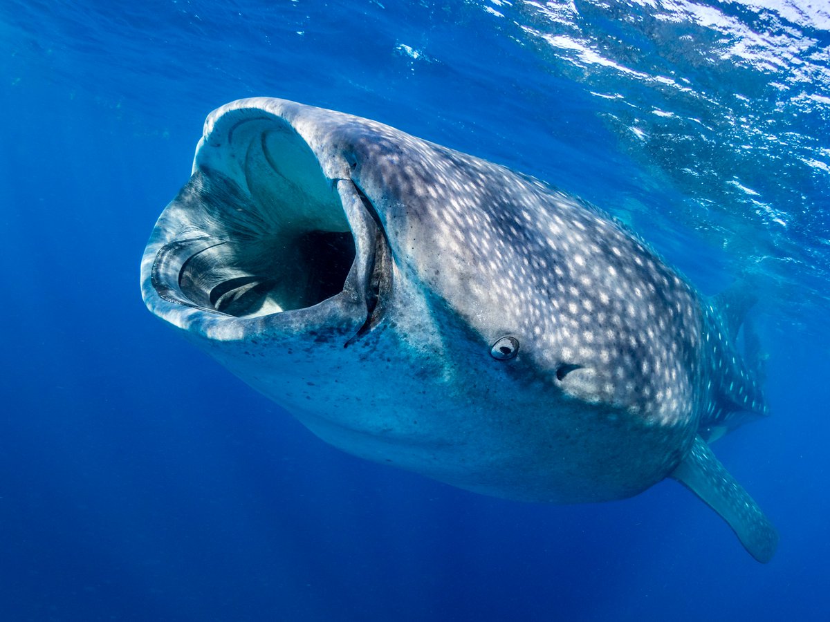 MarineMegafauna's tweet photo. 🚢 🐋 A new paper is out now on the global collision-risk hotspots of marine traffic and #whalesharks. Co-authored by MMF's @CARohner, this #newresearch illuminates vital data regarding global sea trade and #marinemegafauna injuries.
https://t.co/gvHuDyYEO5 https://t.co/s6BwsHtkSq