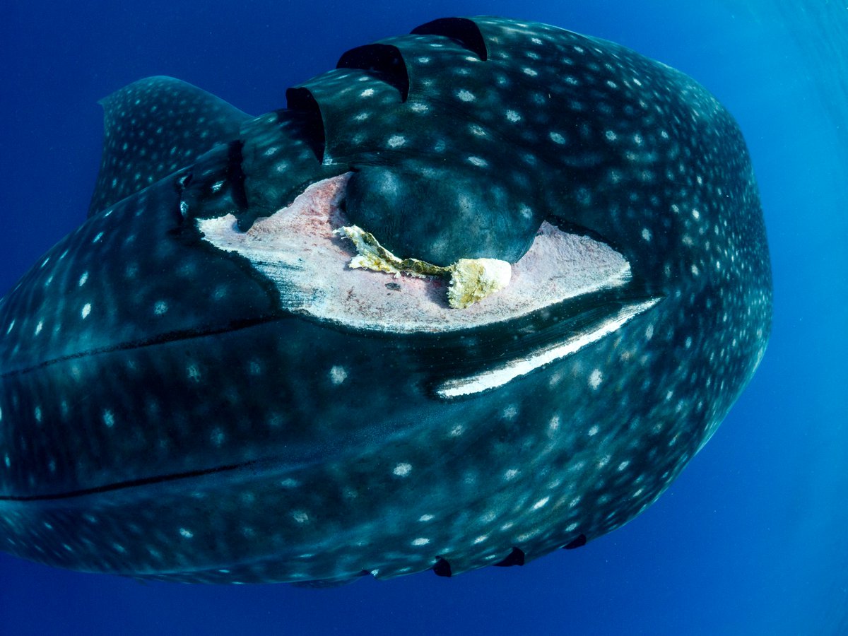 MarineMegafauna's tweet photo. 🚢 🐋 A new paper is out now on the global collision-risk hotspots of marine traffic and #whalesharks. Co-authored by MMF's @CARohner, this #newresearch illuminates vital data regarding global sea trade and #marinemegafauna injuries.
https://t.co/gvHuDyYEO5 https://t.co/s6BwsHtkSq