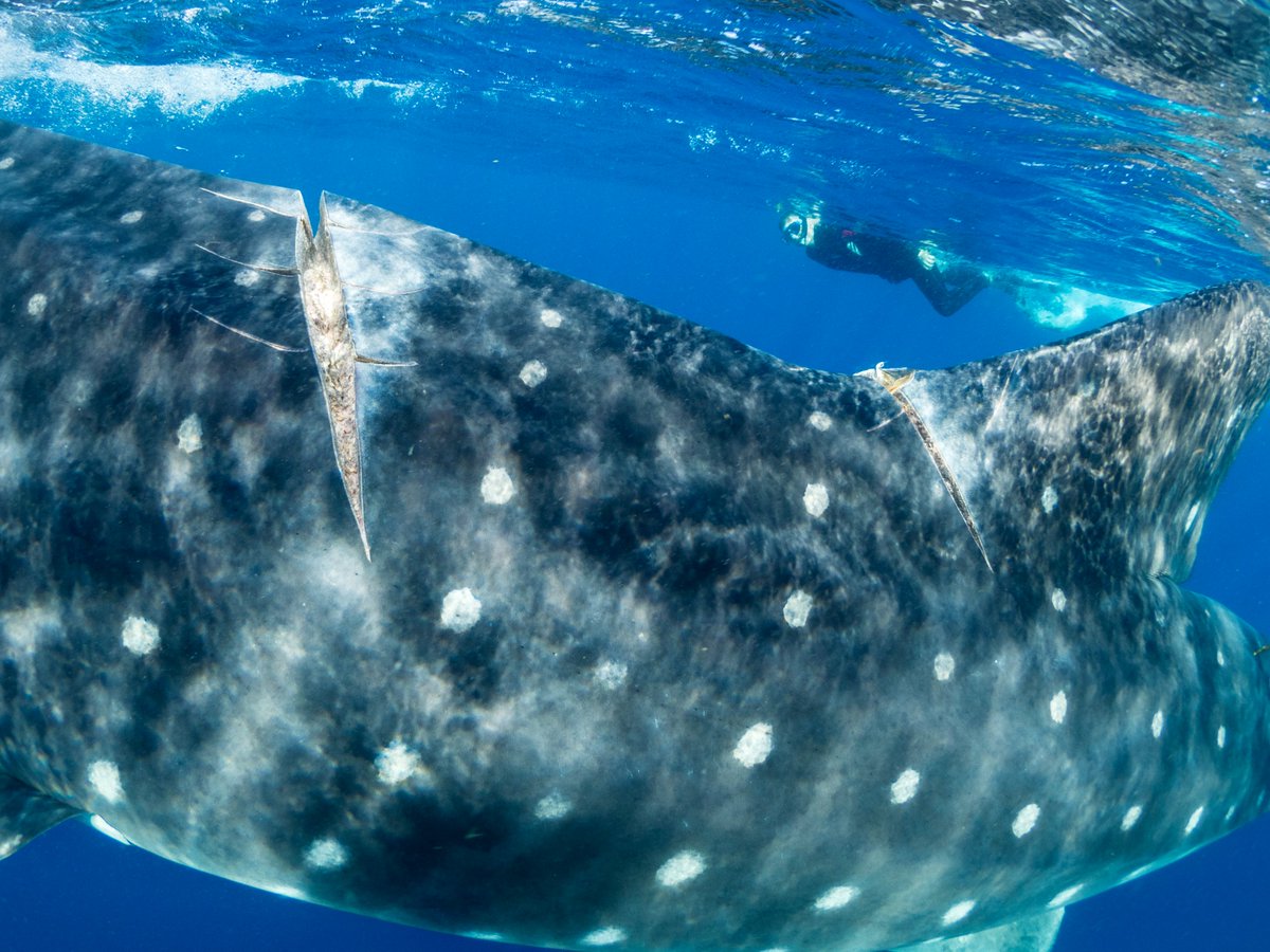 MarineMegafauna's tweet photo. 🚢 🐋 A new paper is out now on the global collision-risk hotspots of marine traffic and #whalesharks. Co-authored by MMF's @CARohner, this #newresearch illuminates vital data regarding global sea trade and #marinemegafauna injuries.
https://t.co/gvHuDyYEO5 https://t.co/s6BwsHtkSq