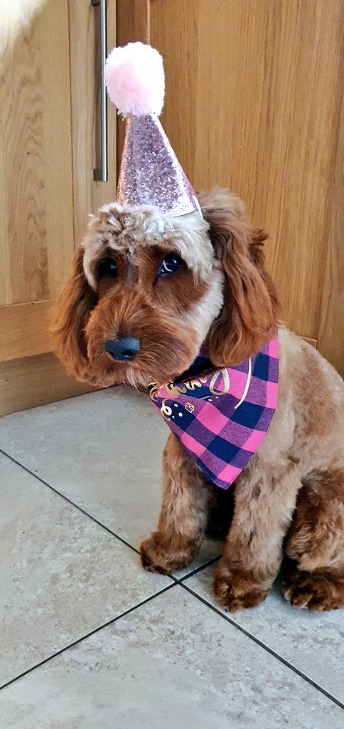 MarkATully's tweet photo. Happy 1st birthday Maisy. Best academic puppy a professor could ask for. Seemed a bit underwhelmed by the accessories #dogsofacademia https://t.co/bGOPAr3jTW