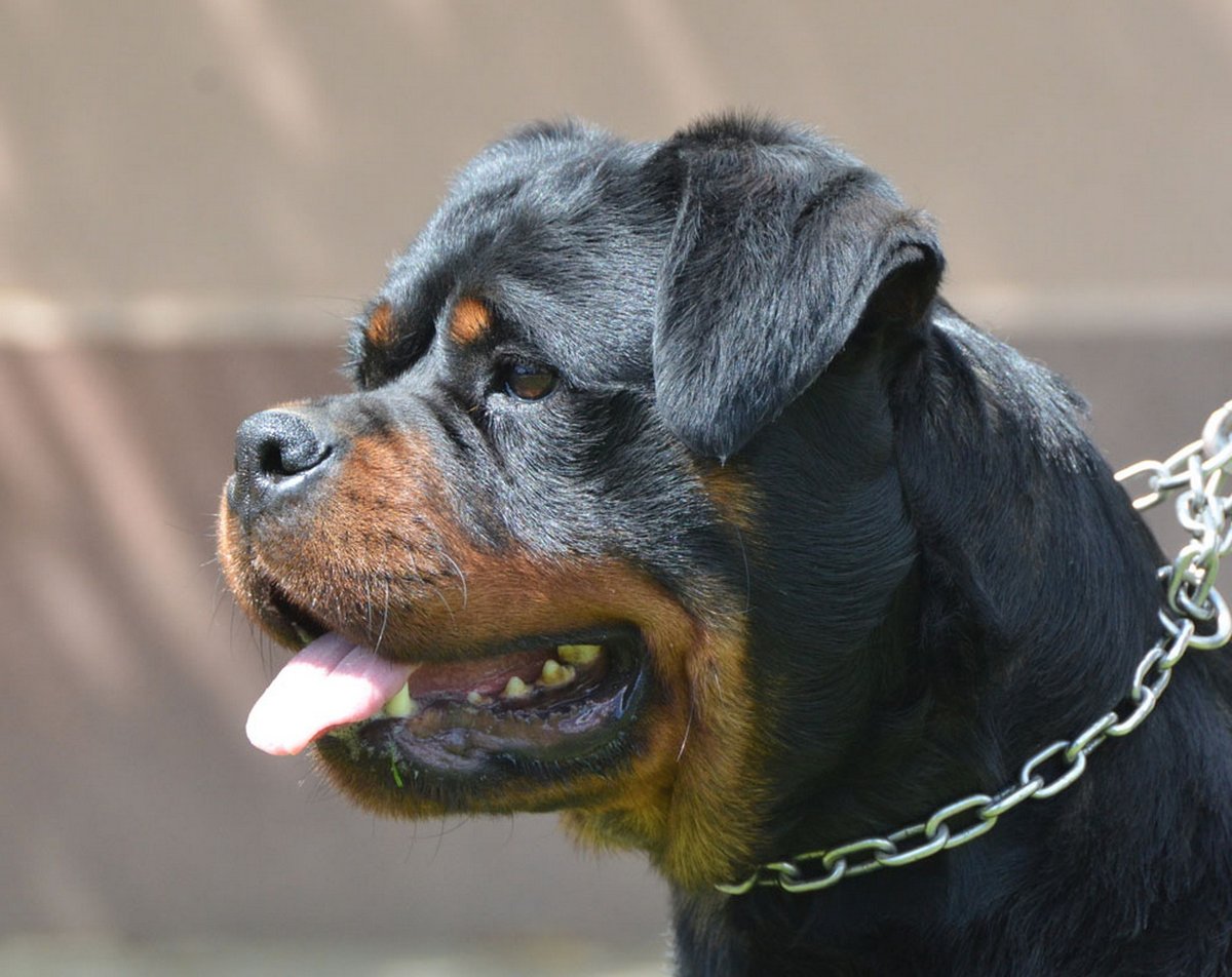 KingRottweilers's tweet photo. Iva Flash Rouse - https://t.co/JsLdoDNUZs https://t.co/OmdihyCVJc