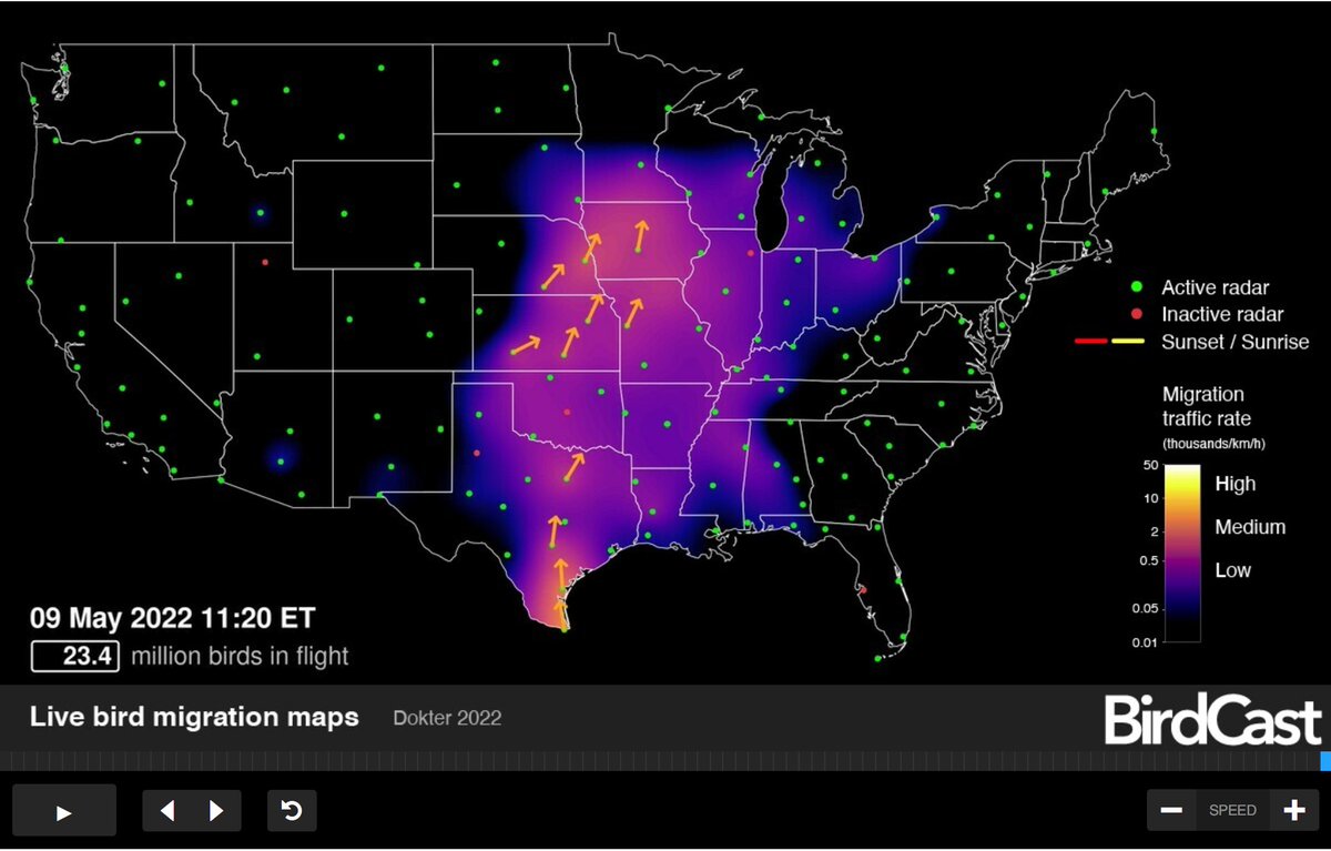 NEIUBiology's tweet image. It's the peak of migration season this week! Millions of birds are flying over Chicago at night as they return from their overwintering grounds. You can check out the live bird migration maps on the BirdCast website. (1/4)

#NEIU #biology #migrationseason