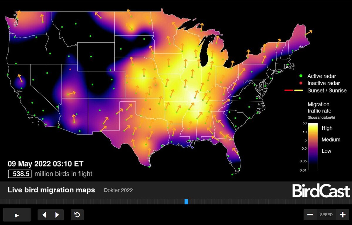 NEIUBiology's tweet image. It's the peak of migration season this week! Millions of birds are flying over Chicago at night as they return from their overwintering grounds. You can check out the live bird migration maps on the BirdCast website. (1/4)

#NEIU #biology #migrationseason