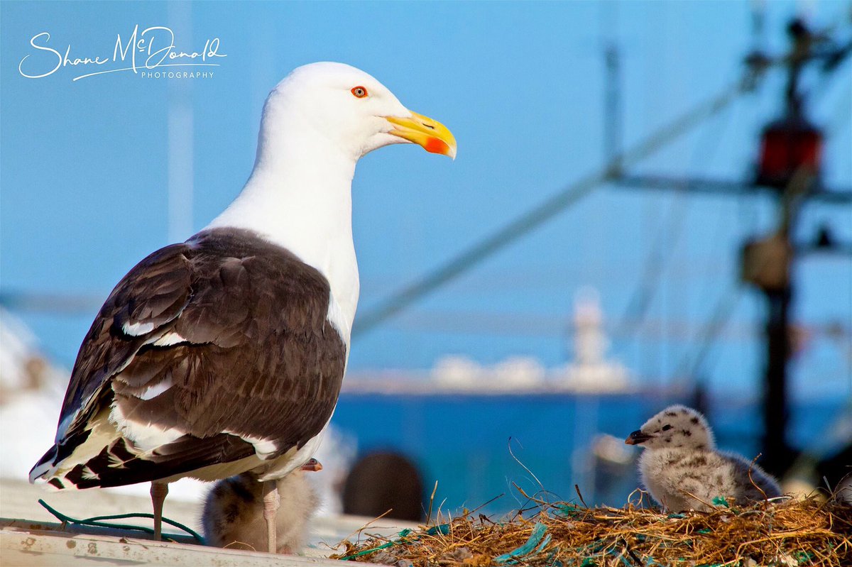 Seagull and chick in Dunmore East, Co. Waterford, Ireland