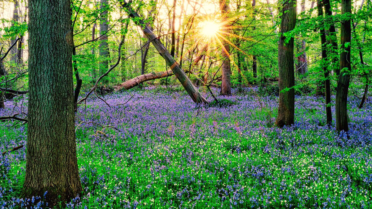 pro123ton's tweet photo. The bluebell were great this year but sadly on the fading now as time passes https://t.co/MnOXvxFJhs