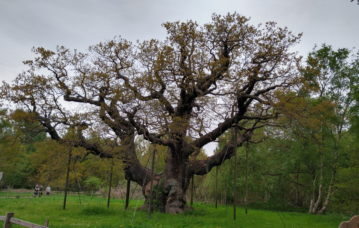 DortheVilladsen's tweet photo. Day 1 NSF Lowland Study Tour 2022. 2nd year students @Daneshill Lakes visiting an example of energy forest. Thanks to Ted Woodside from Nottinghamshire County Council, Green Spaces. Counteracted by pilgrimage to Major Oak in walking distance from the hostel @CumbriaUni @UoCNSF https://t.co/H9nkSEzCuh