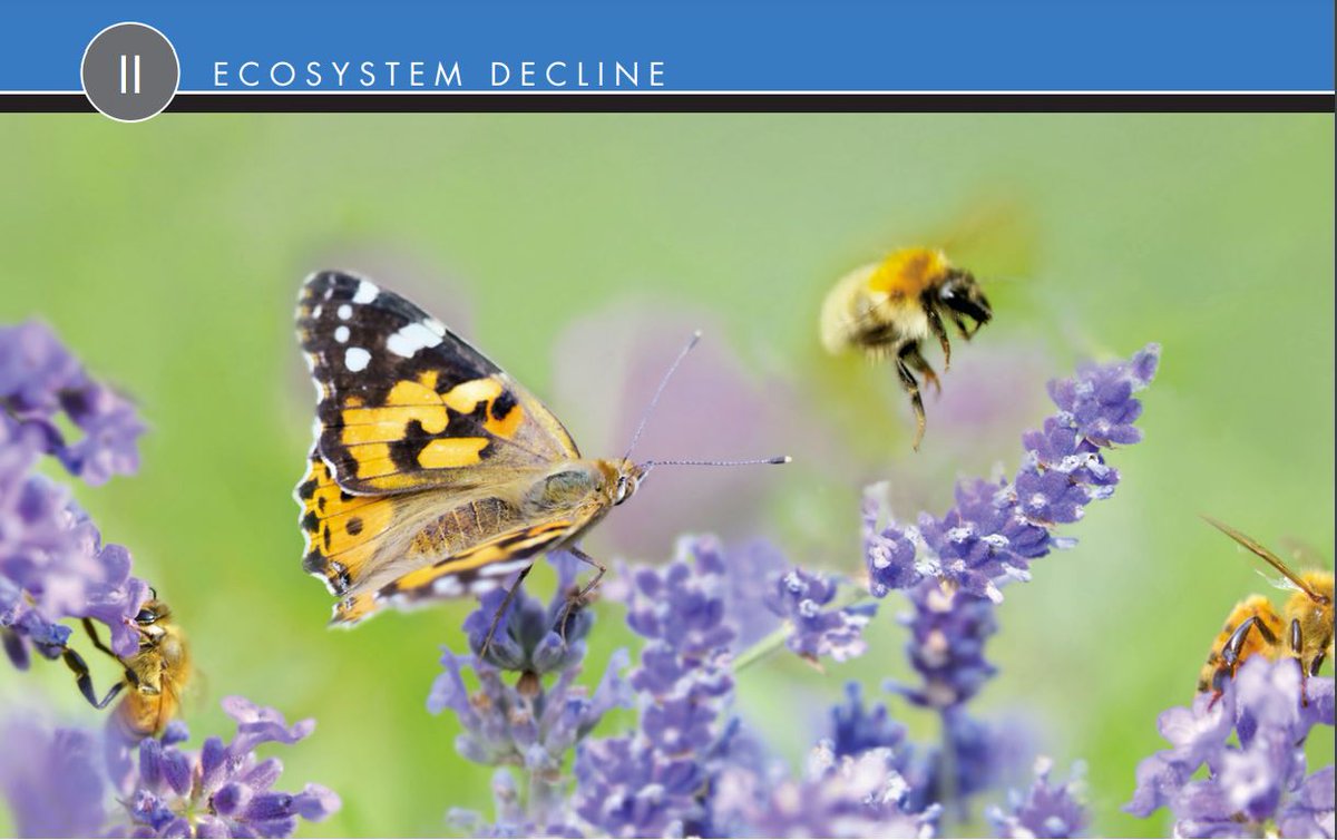 ByondPesticides's tweet photo. Our latest journal issue breaks issues down into 9 topical sections. Section II: Pesticides Wreak Havoc on #Ecosystems, covers growing body of research linking pesticides to #ecosystemdecline. #biodiversitycollapse #extinctioncrisis #endangeredspecies https://t.co/7VeUY5jhGH https://t.co/b6hY1LjH55