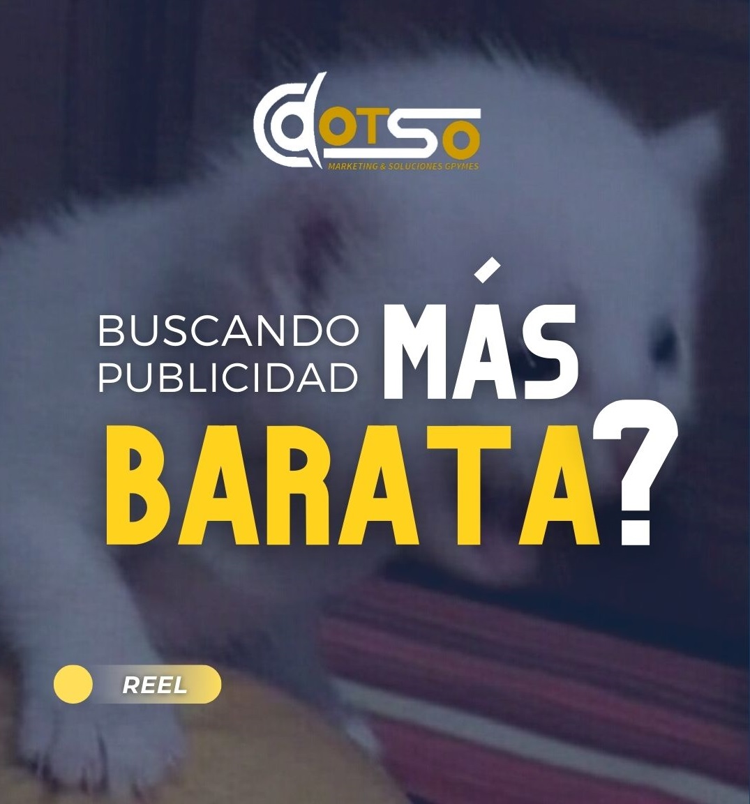 DotsoEc's tweet photo. NUEVO SERVICIO: Ahora puedes enviarnos tu material y lo editamos, organizamos y recopilamos para ti; no importa dónde estes! 

Publicidad con las 3 B's *Bueno, Bonito, Barato*

Conoce los detalles AQUÍ: https://t.co/2x9yGnl4L8 https://t.co/06Asp1TxOd