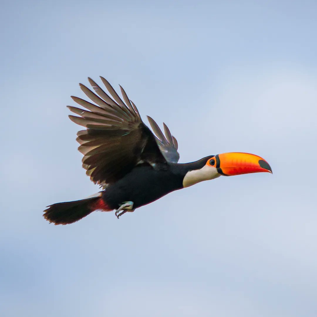 ParquesOficial's tweet photo. 🕊️ Palpitando el Día mundial de las aves migatorias, les traemos una novela visual capturada por el médico y fotógrafo de aves Carlos Maure. https://t.co/z2qNh2BnNZ