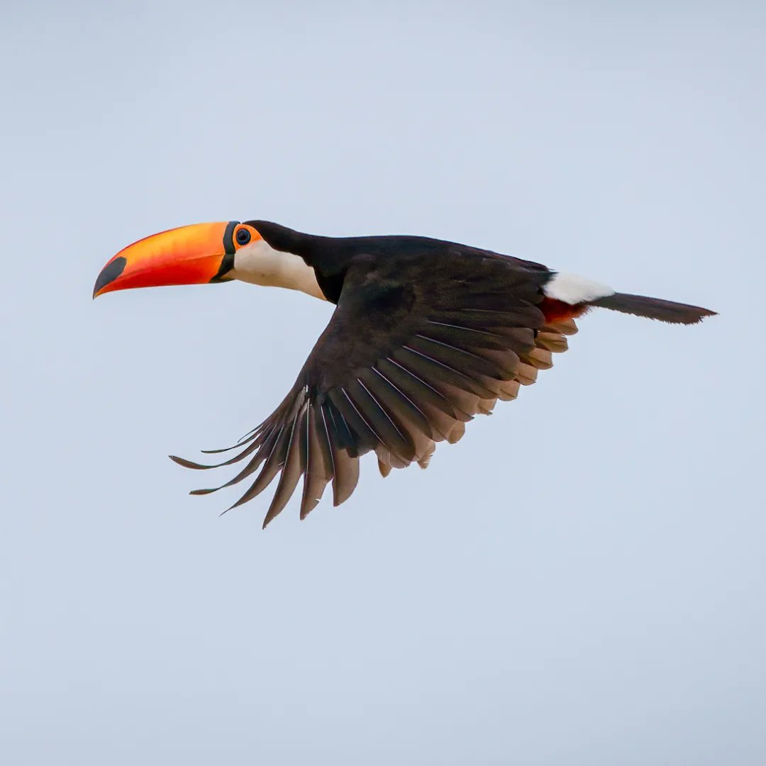 ParquesOficial's tweet photo. 🕊️ Palpitando el Día mundial de las aves migatorias, les traemos una novela visual capturada por el médico y fotógrafo de aves Carlos Maure. https://t.co/z2qNh2BnNZ