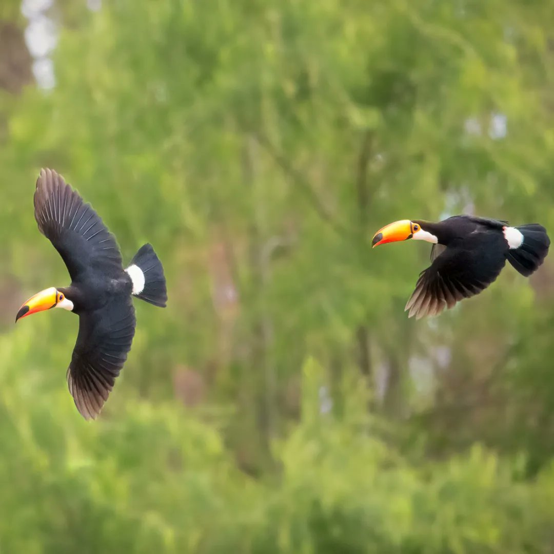 ParquesOficial's tweet photo. 🕊️ Palpitando el Día mundial de las aves migatorias, les traemos una novela visual capturada por el médico y fotógrafo de aves Carlos Maure. https://t.co/z2qNh2BnNZ