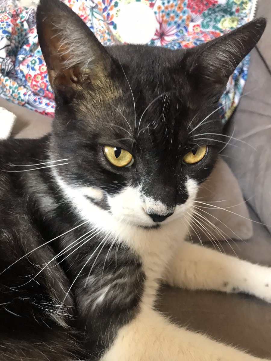 AjudeTom's tweet photo. Oi gente não pule esse Tweet 
Preciso da ajuda de vocês, esse é meu gato tom https://t.co/X0dSQwxWI4
