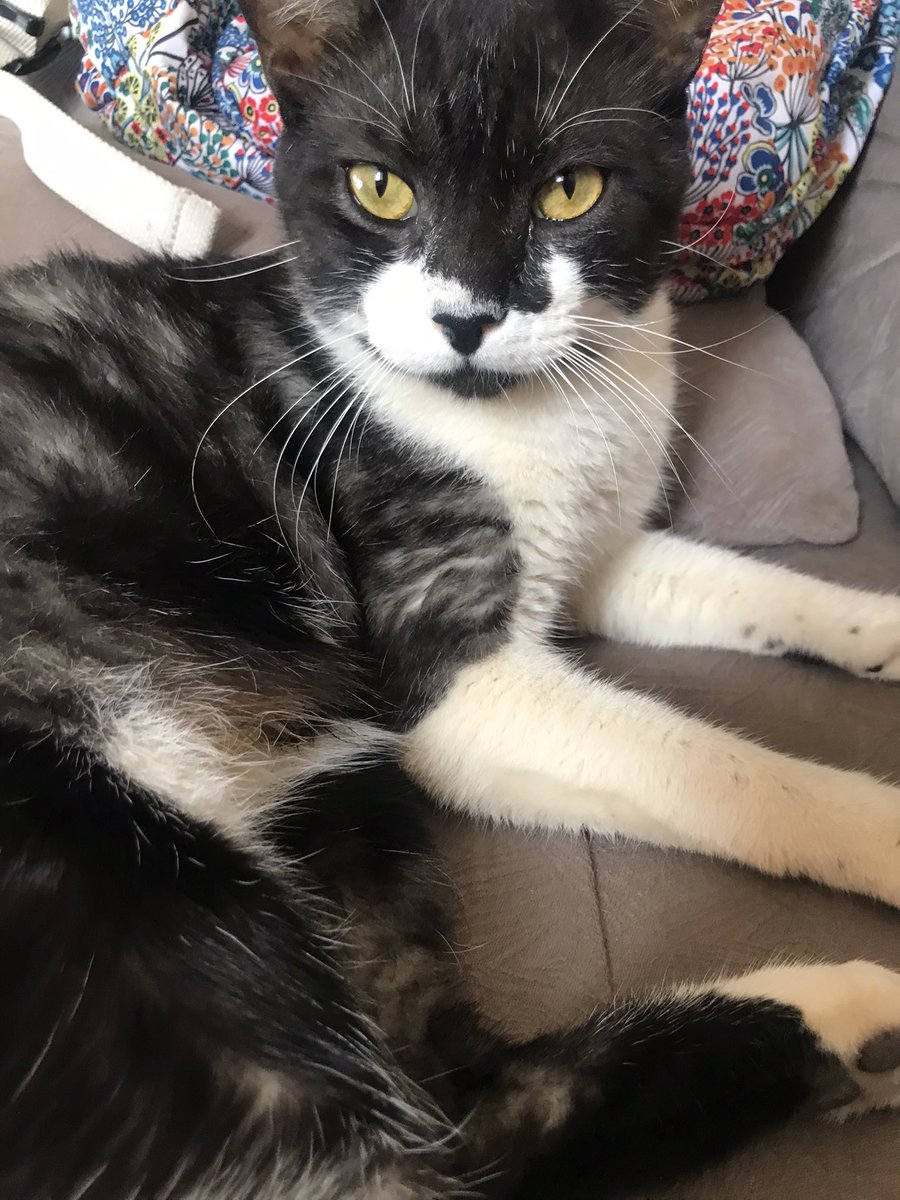 AjudeTom's tweet photo. Oi gente não pule esse Tweet 
Preciso da ajuda de vocês, esse é meu gato tom https://t.co/X0dSQwxWI4