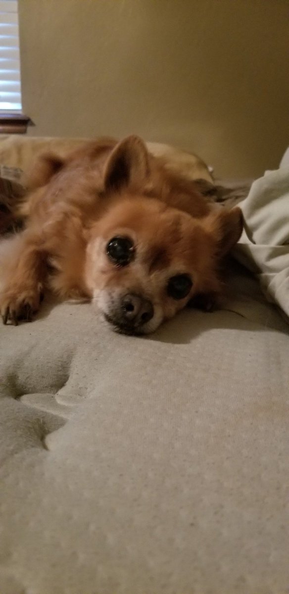 My lil boy Boomer, u had a good 16 yr run. I'm gonna miss u u lil shit.