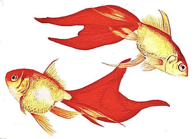 色鉛筆で描いた金魚✏️ 