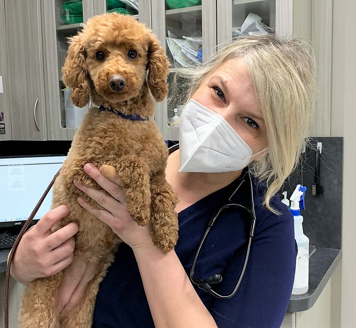 DrEllenKinzl's tweet photo. Pippa passed her annual exam with flying colours! Dr Branka gave her an A+!
.
.
#veterinarian #checkups #pethealth #animalhealth #prouddogs #torontodogs #libertyvillage https://t.co/qa9JYVQw9R