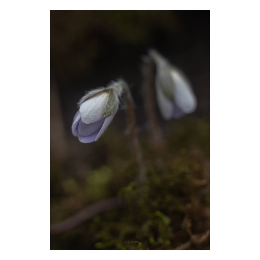 fotoslasirena's tweet photo. how it started ... how it's going
versión hepatica (Anemone acutiloba)
spring progress at hastings sna
#MinnesotaWildflowers #MNWildflowers #nativewildflower #botanynerd #botanizing https://t.co/pZXGLURZhu