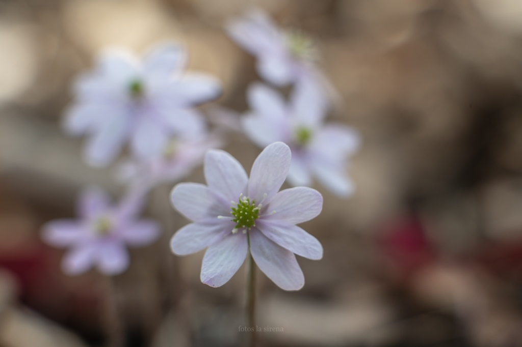 fotoslasirena's tweet photo. how it started ... how it's going
versión hepatica (Anemone acutiloba)
spring progress at hastings sna
#MinnesotaWildflowers #MNWildflowers #nativewildflower #botanynerd #botanizing https://t.co/pZXGLURZhu