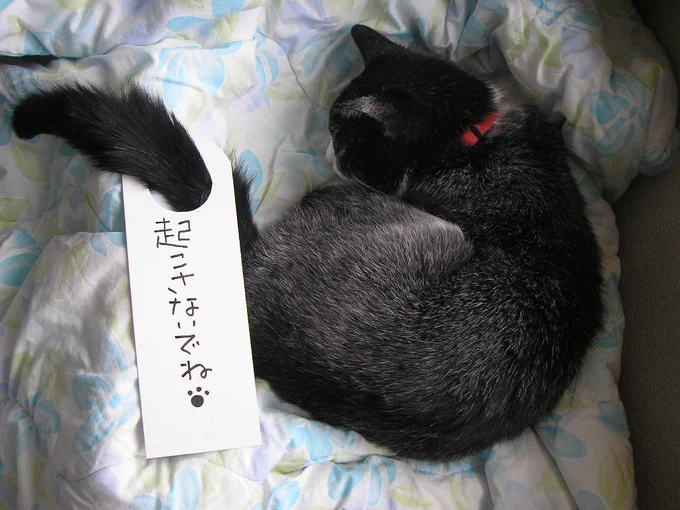 ななちゃんDon't Disturb#星になった猫たち #保護猫#戦争反対 