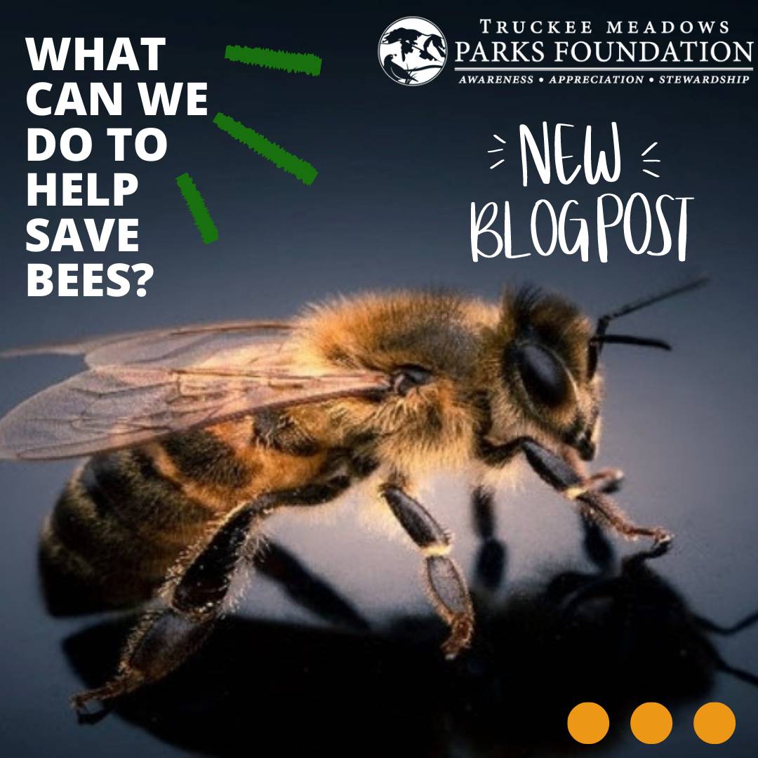 tmparksfound's tweet photo. Today we have a new, special guest blog post from Dan Rider, backyard beekeeper, pollinator advocate and current board member with the Help Save The Bees Foundation. Head to https://t.co/X1i5qUqyq5 to read it! 🐝 #reno #savethebees #northernnevada https://t.co/MUiQ8vDLR2