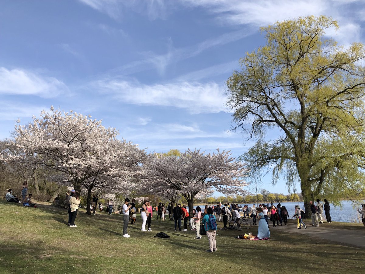 MRSantosLab's tweet photo. Insane #CherryBlossoms day in #HighPark, Toronto. Actually, just around the corner from the lab as well (#QueensPark, #RobartsLibrary). https://t.co/eHeCxCD2u1