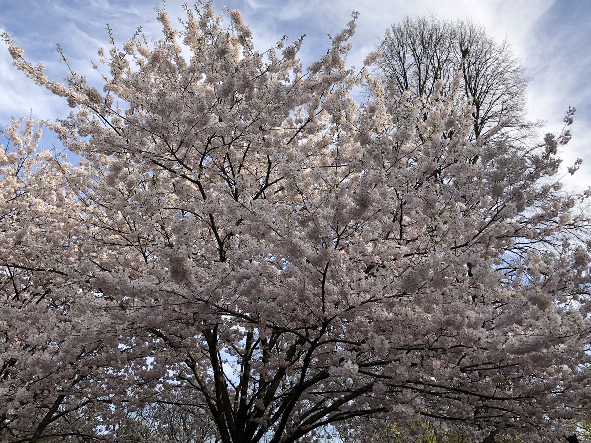 MRSantosLab's tweet photo. Insane #CherryBlossoms day in #HighPark, Toronto. Actually, just around the corner from the lab as well (#QueensPark, #RobartsLibrary). https://t.co/eHeCxCD2u1