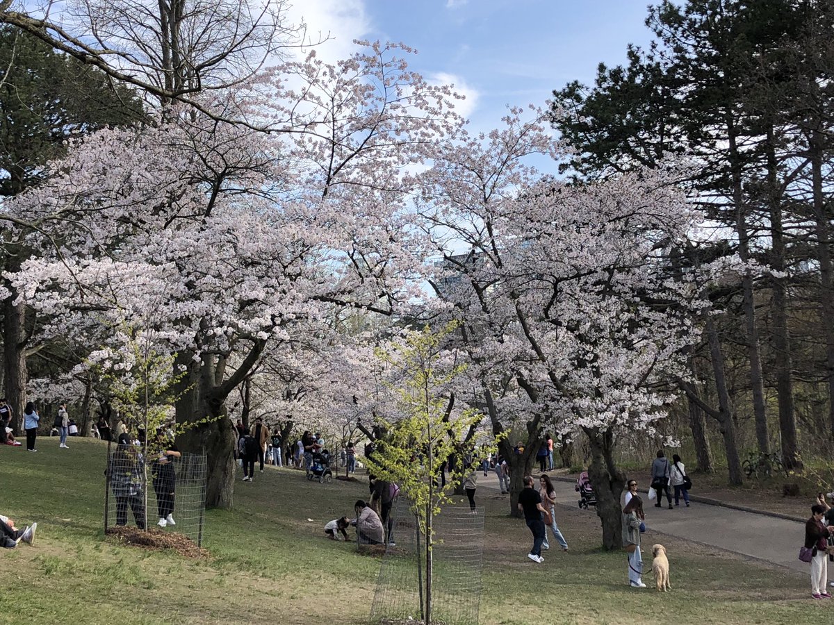 MRSantosLab's tweet photo. Insane #CherryBlossoms day in #HighPark, Toronto. Actually, just around the corner from the lab as well (#QueensPark, #RobartsLibrary). https://t.co/eHeCxCD2u1