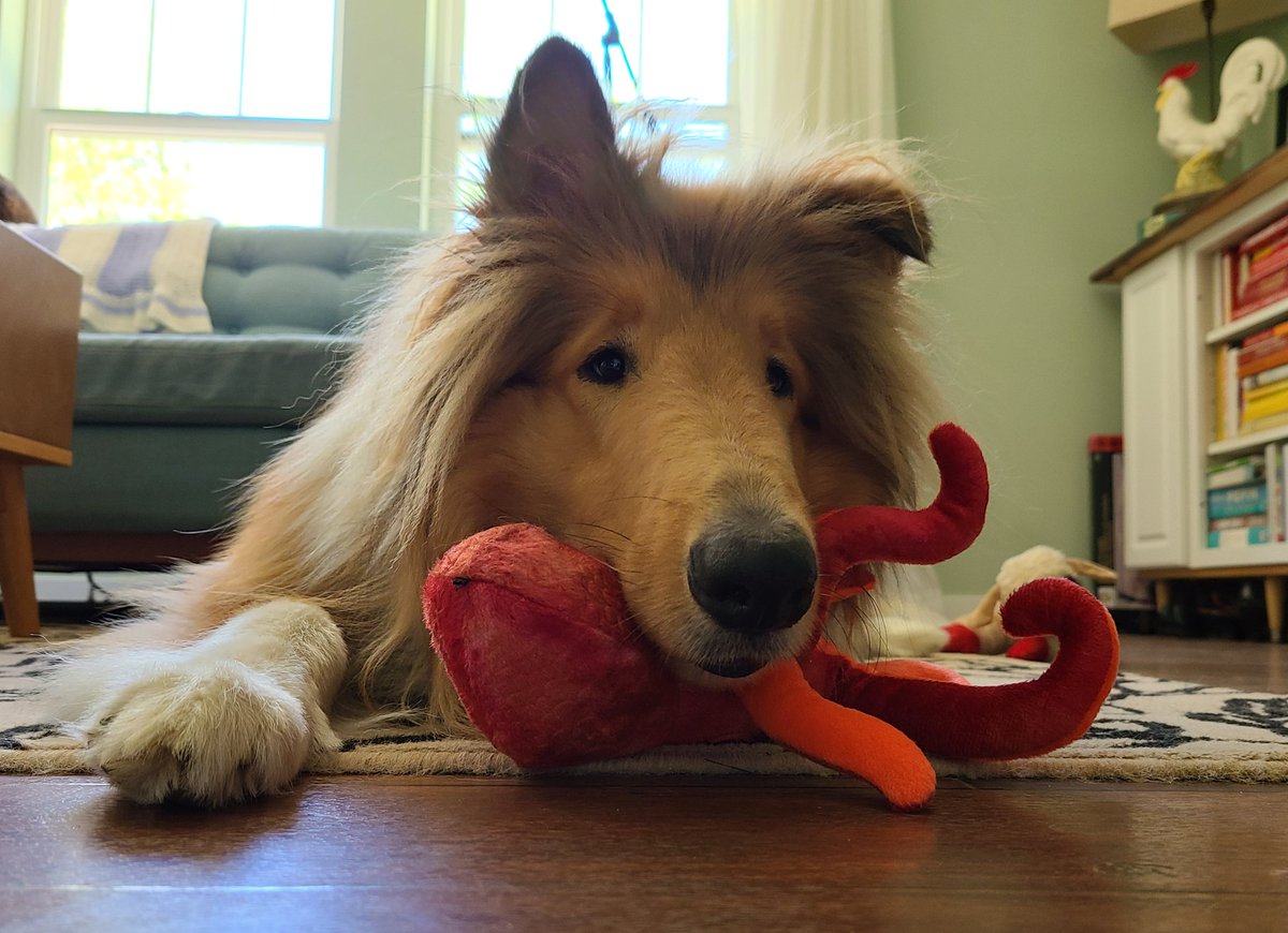 LibertyImages's tweet photo. Bought Grant a new toy (an octopus!). So excited was Grant to show my husband the new toy, he spun in a circle while holding it and smacked his eye right into the end table.
(Grant is fine, but we expect a shiner.)
#petupdate https://t.co/ANVia5noLL