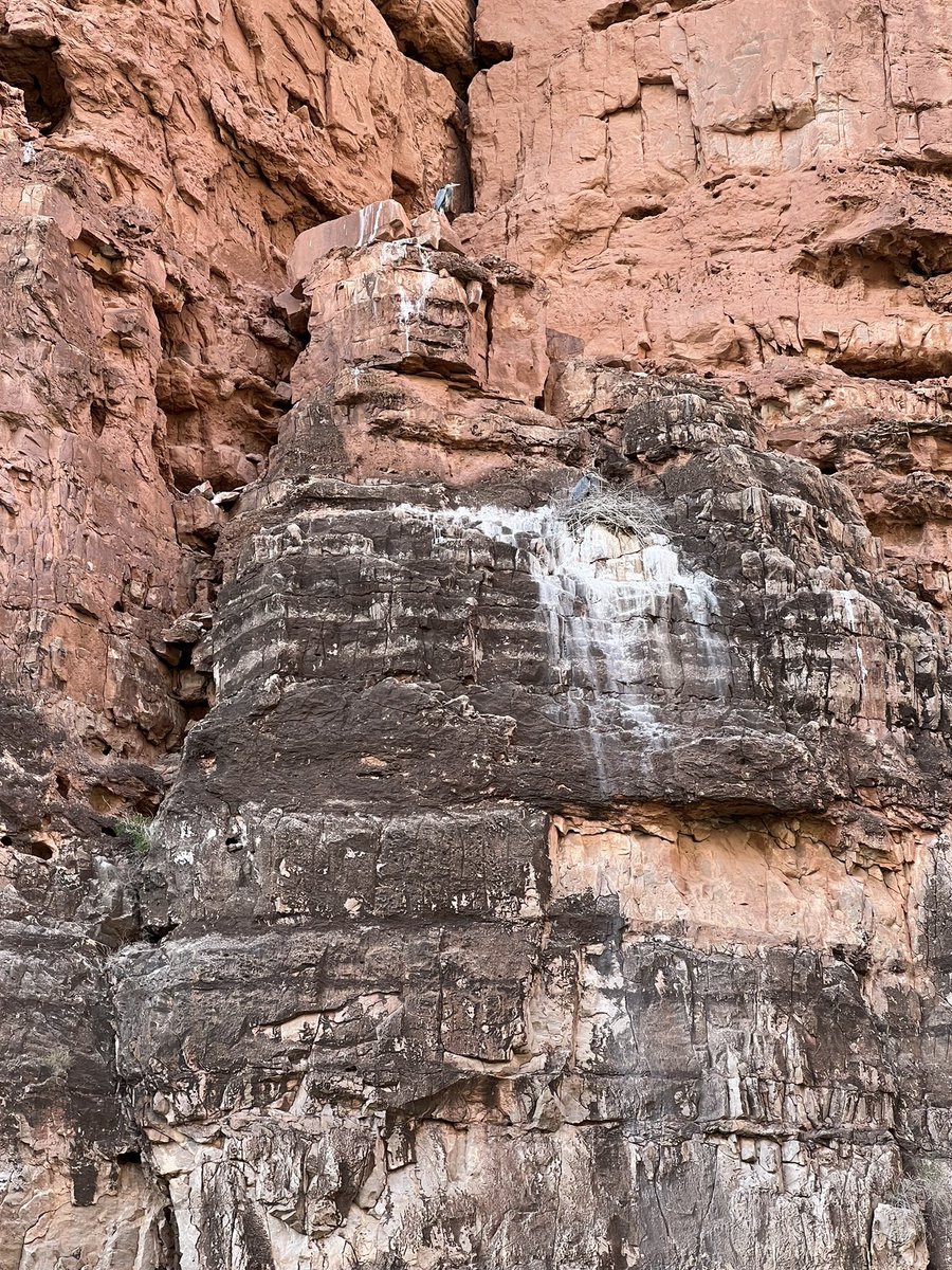 Abby_RiverH2O's tweet photo. Just back from @AudubonRockies #GrandCanyon trip. I’ve been fortunate to be on the #ColoradoRiver in 2014, ‘18, ‘22. Clear intensifying #Climatechange impacts - dry tributary creeks, drying springs, bathtub rings, lower #bird counts and low water *in APRIL. #watersheds https://t.co/WDHnaP0Bzc