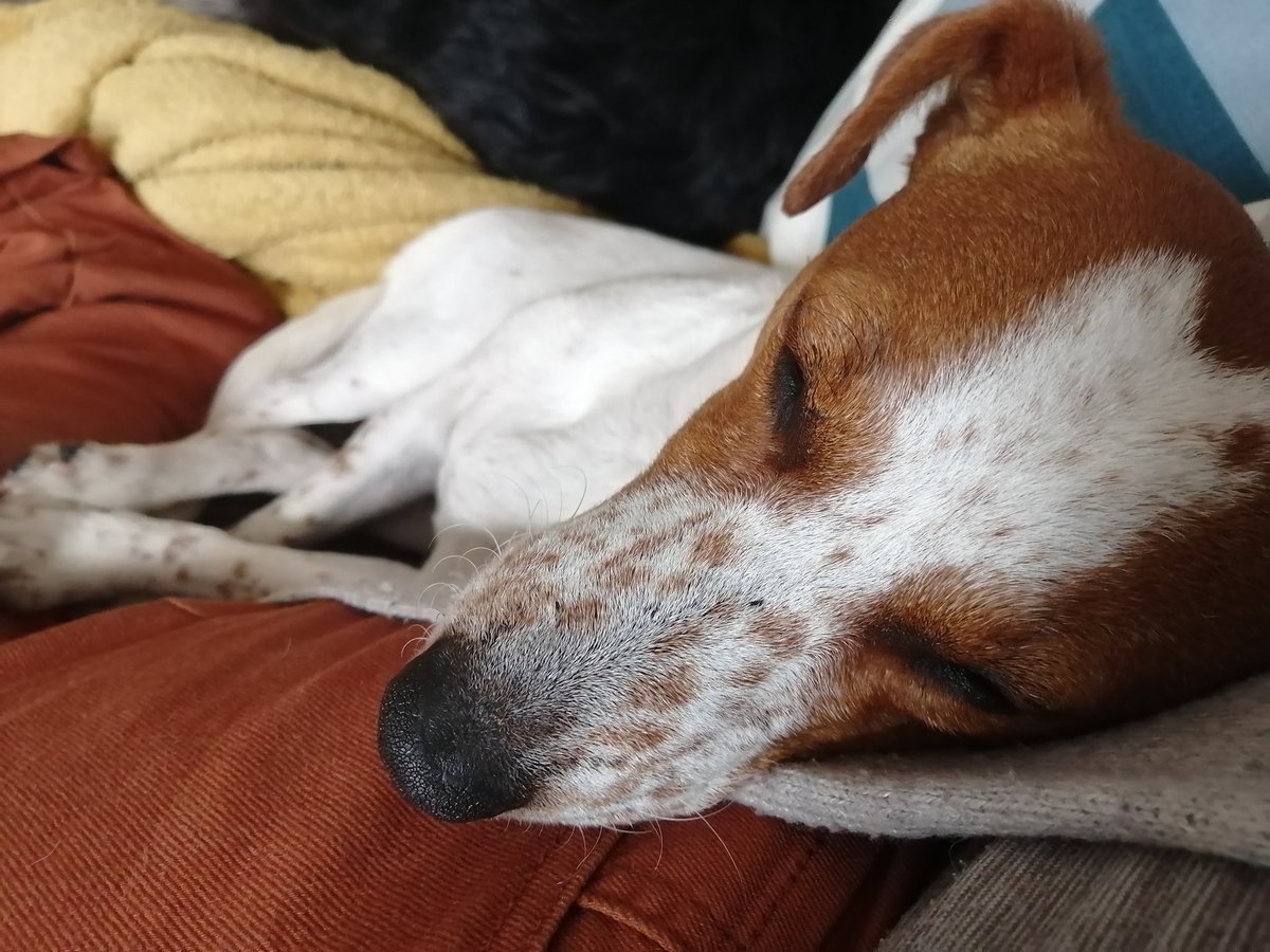 Parton1995's tweet photo. Loving you two is easy 💛

Even when times get hard and you are unrelentless with barking, scratching and jumping 🙄

Wouldn't change either of your personalities for the world. You'll never know how much you have helped me, my loves 🐕🐶

#BorderCollie #jackrussell #dogs https://t.co/cBNLOiofTe