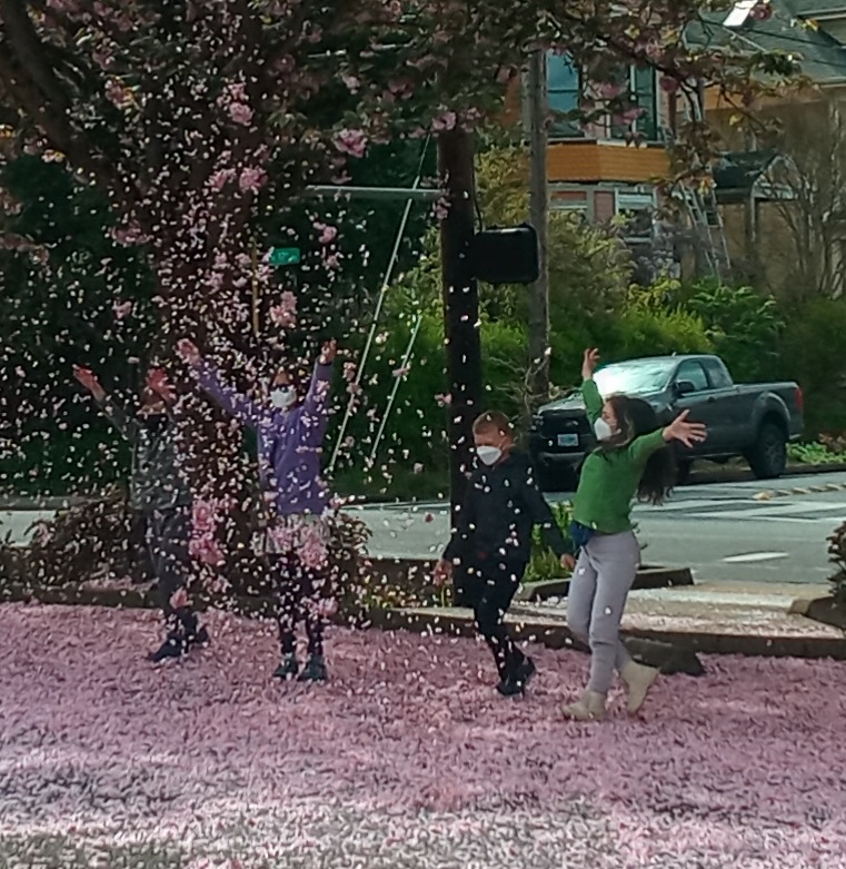 VennAcademyPDX's tweet photo. Cherry blossoms between rain showers! https://t.co/MQyOi8krHX