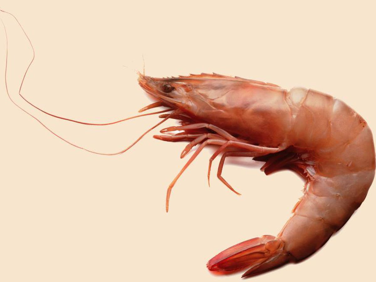 Filosofaenlaba1's tweet photo. Resum de la tercera temporada de crims, ja fem el menu companys 🦐 #CrimsisidreTV3 https://t.co/Mz04nGr50q