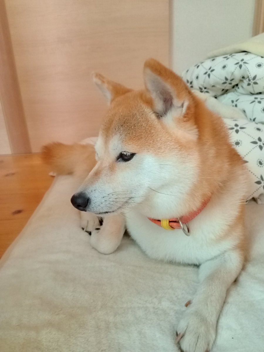 vanillaki's tweet photo. おはわん🐾

ストレッチしてお布団から出るか
#柴犬 　#朝ストレッチ https://t.co/RmL1osF2qR