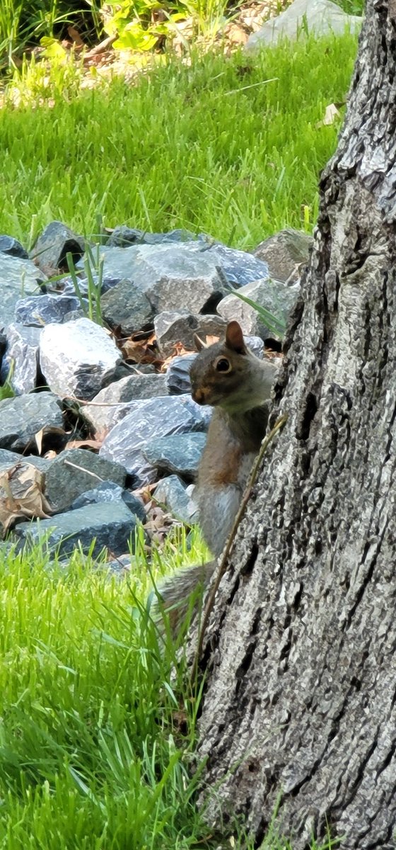 OhTakuVT's tweet photo. Tree Kitties! 

#wildlife #wildlifephotography #treekitty #nature #NaturePhotography https://t.co/y04yWOJMLN