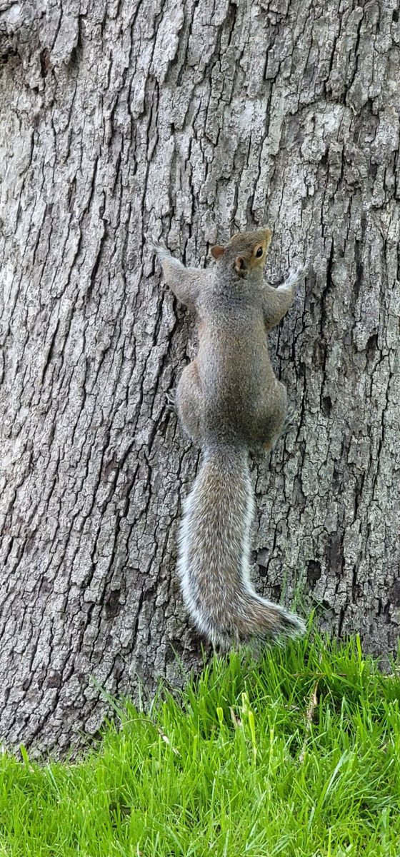 OhTakuVT's tweet photo. Tree Kitties! 

#wildlife #wildlifephotography #treekitty #nature #NaturePhotography https://t.co/y04yWOJMLN